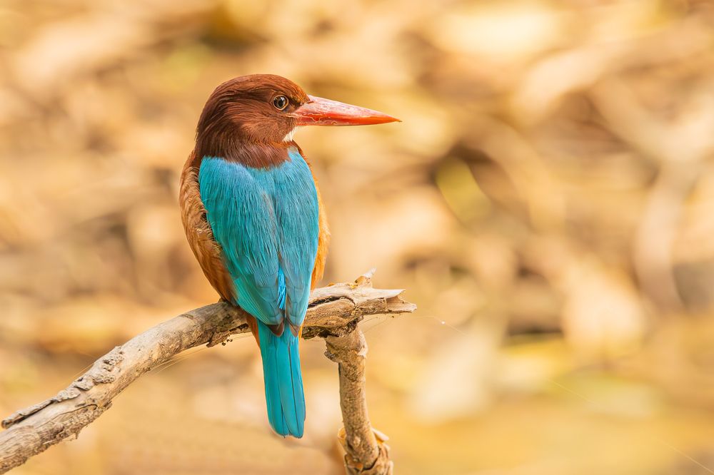 Photograph by Alexei Kriptozoy