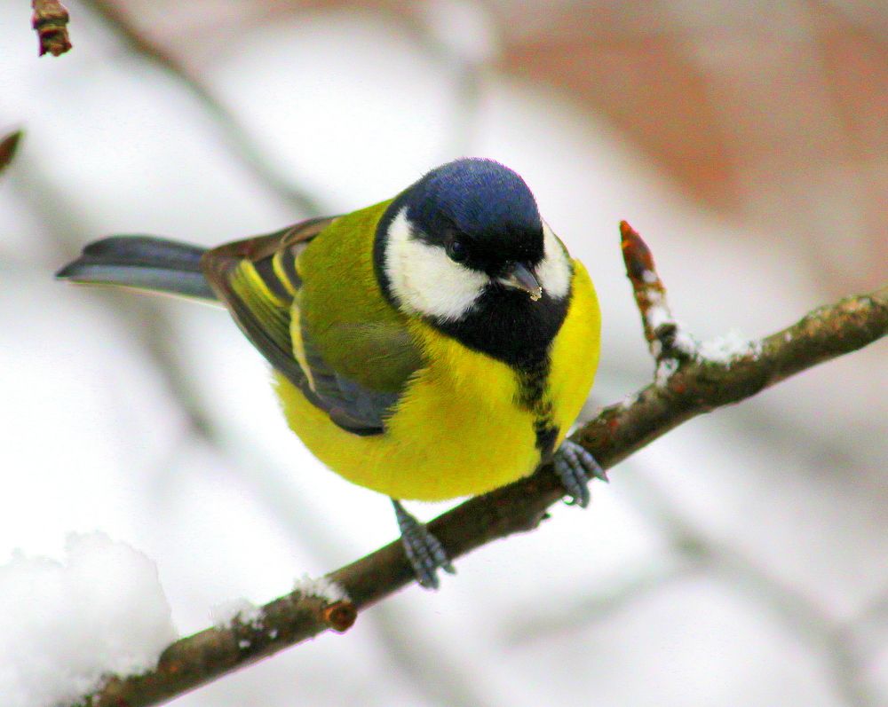 Photograph by Жанна Нечаева