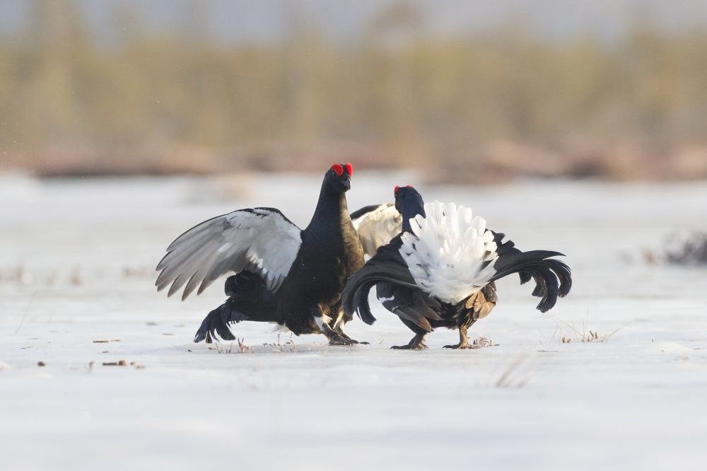 Photograph by Светлана Барабанщикова