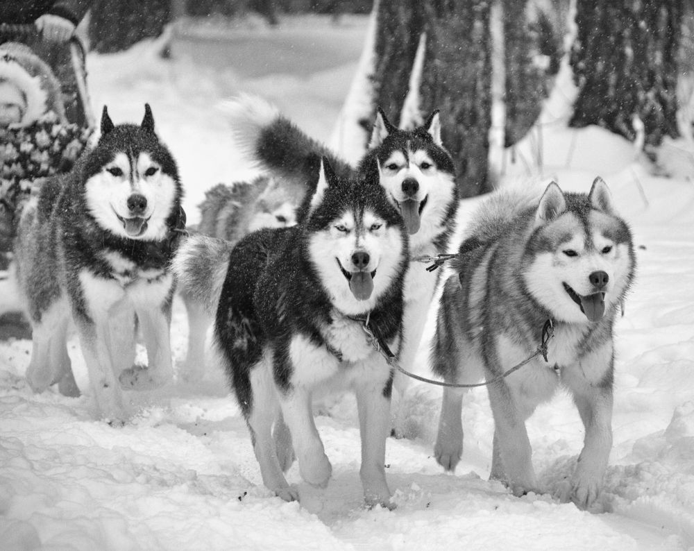 Фотография автора Елена Лаврова