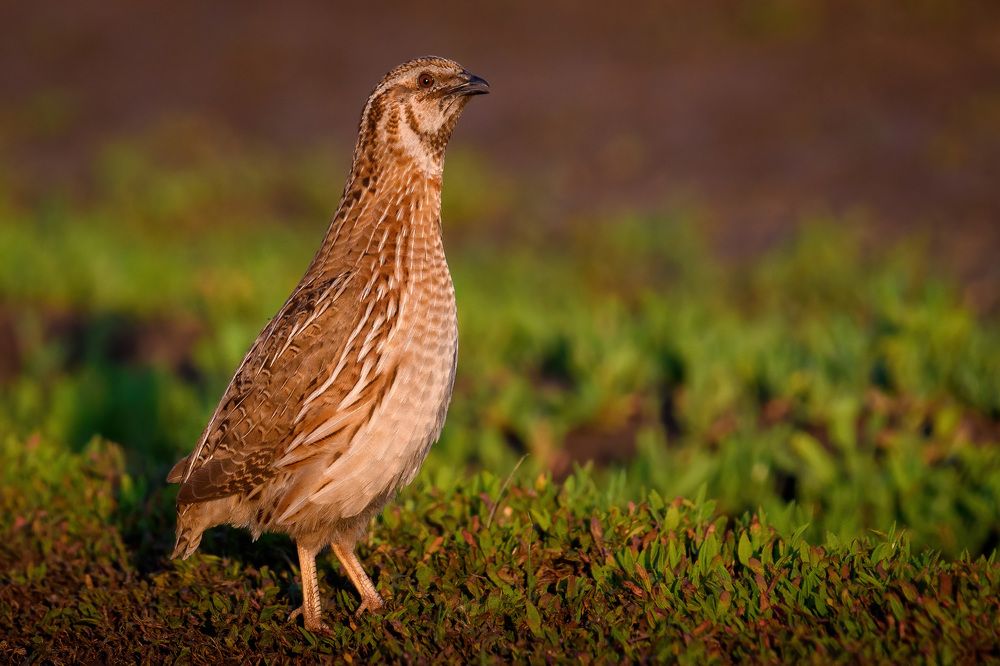 Photograph by Вячеслав Ладанов
