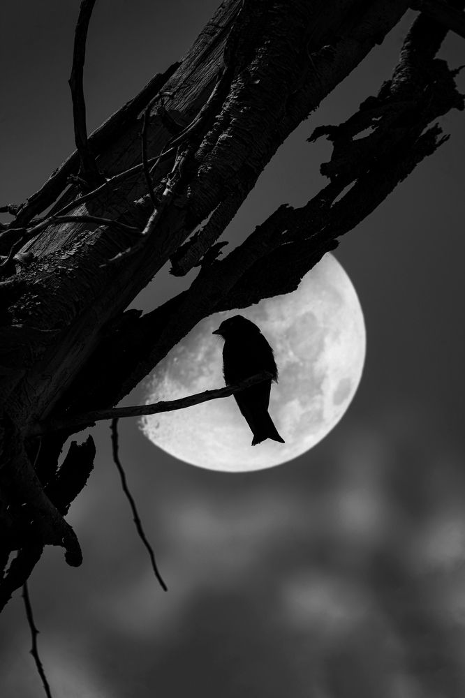 Photograph by Siamak Sabet