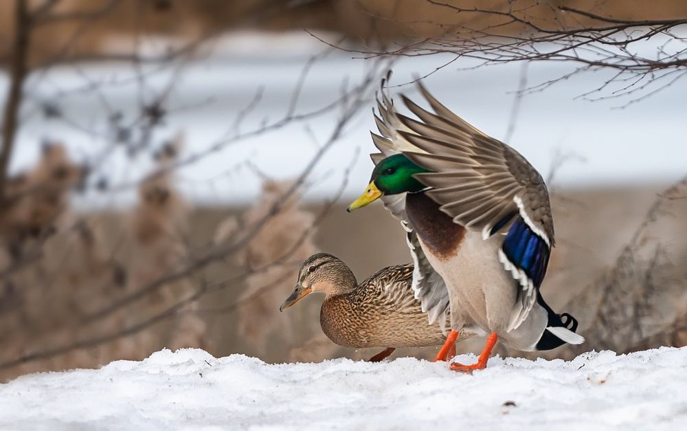 Photograph by Олег Пученков