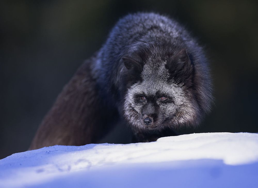 Чернобурая