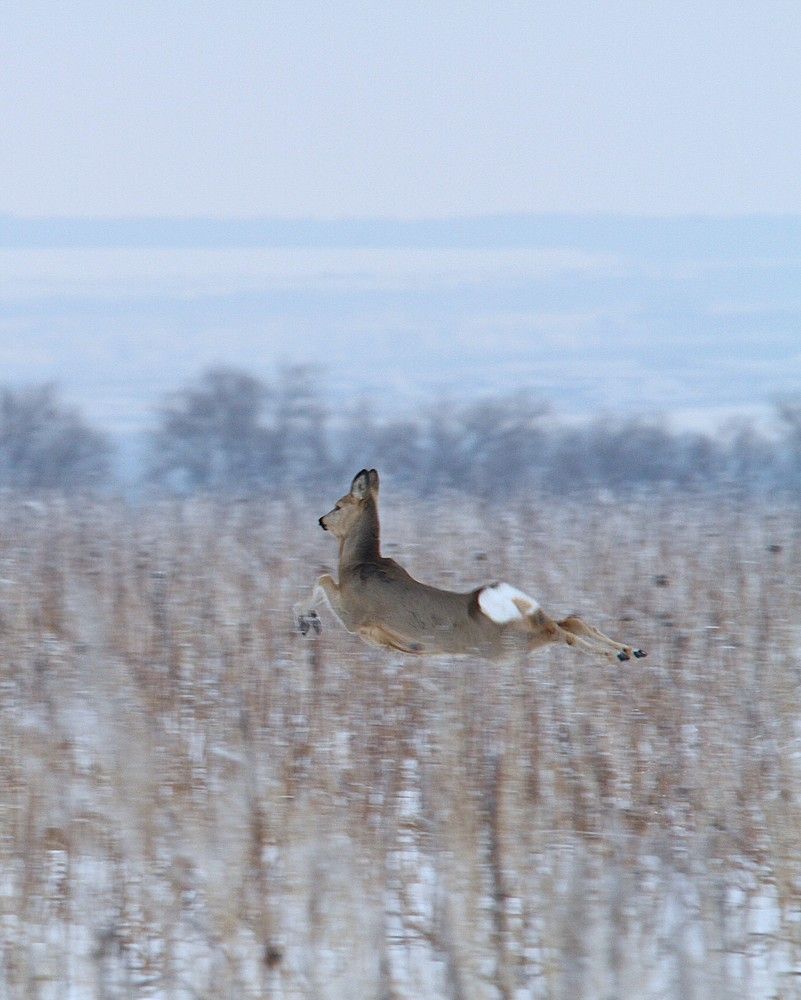 Фотография автора Татьяна Шебаршенко