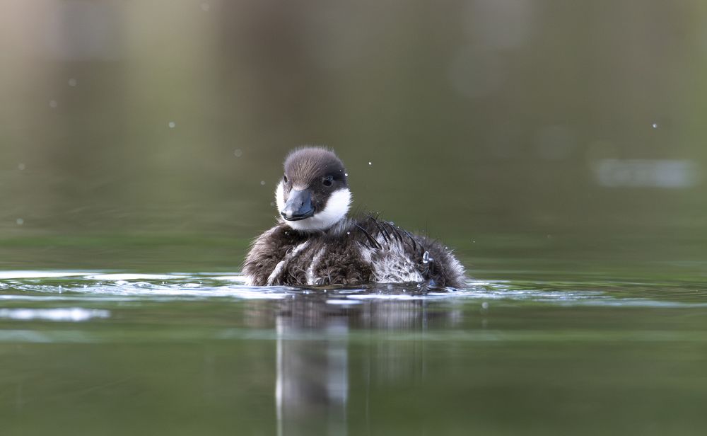 Малыш купается.
