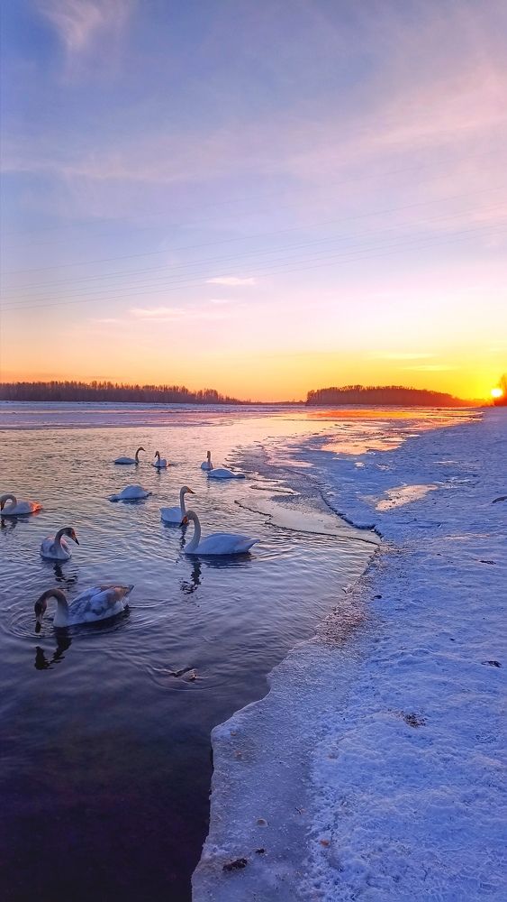 Лебеди в закате.