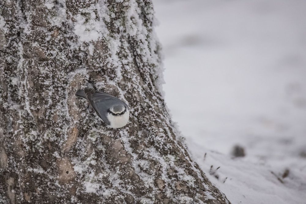 Photograph by Елена Перминова