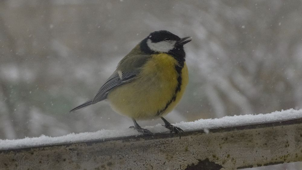 Photograph by Mad Mouse