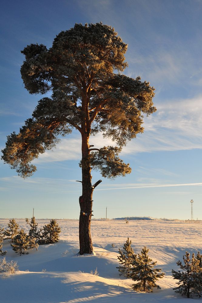В вечернем свете