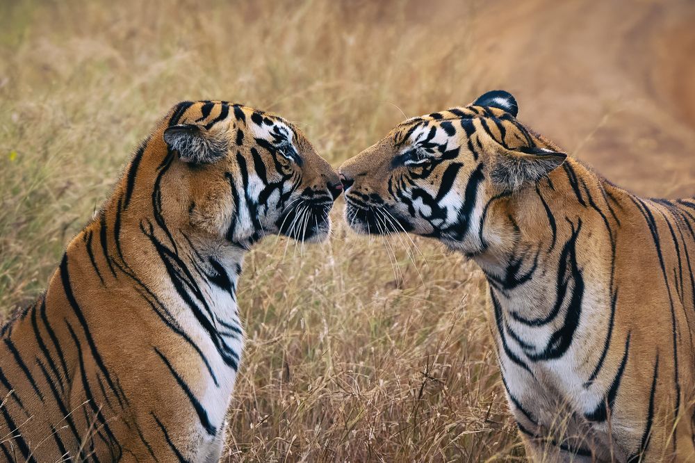 Photograph by Debarpan Datta