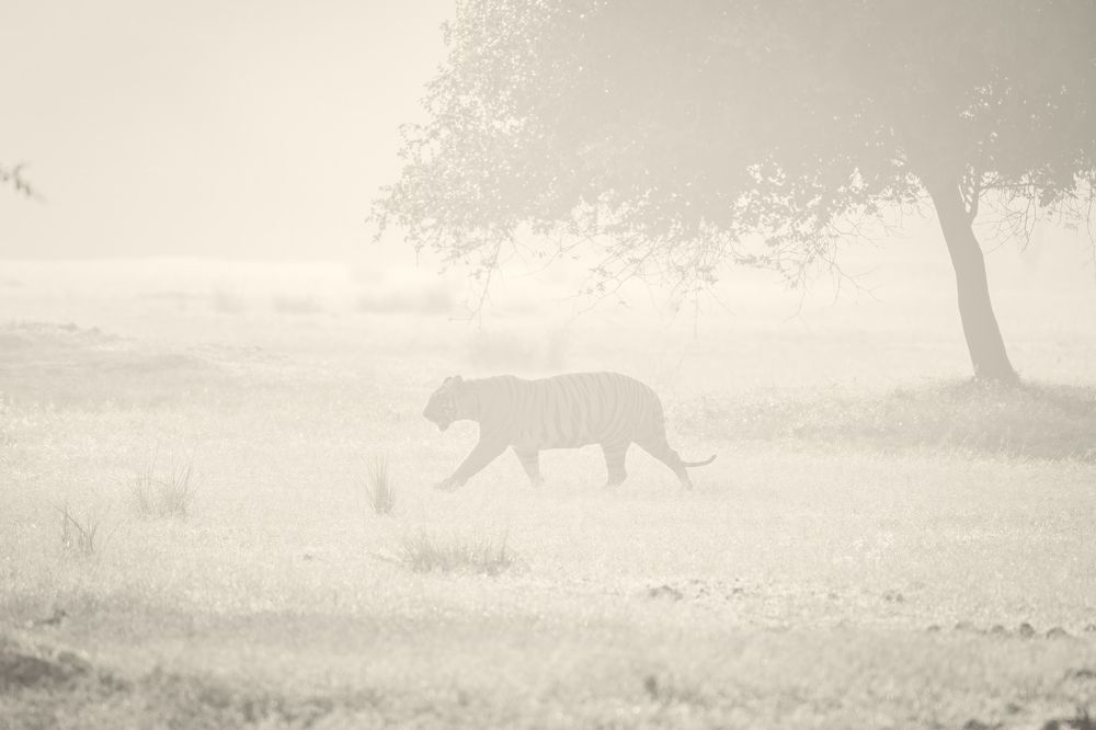 Photograph by Debarpan Datta