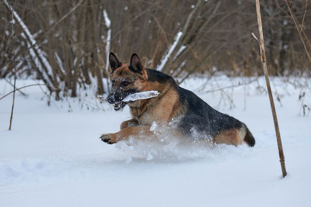 Photograph by Андрей Коротецкий