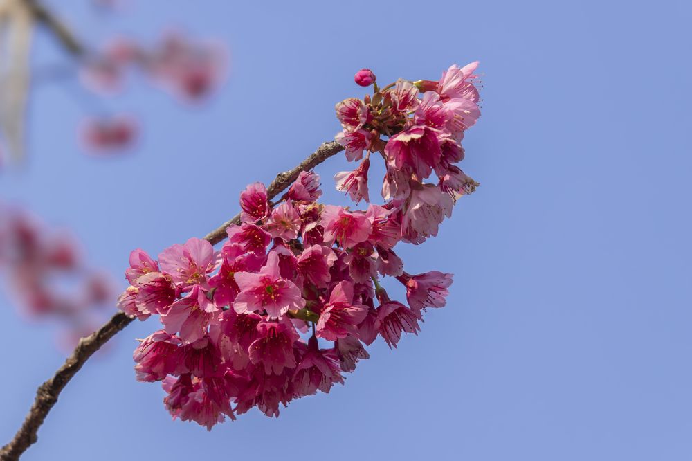 Photograph by Susie Castellano