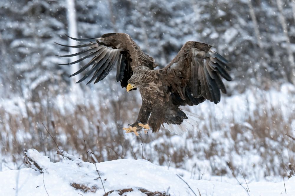 Photograph by Валерия Трейтяк