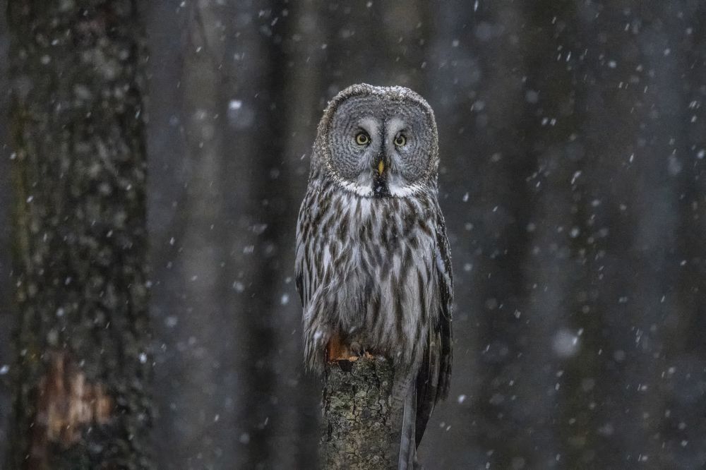 Photograph by Валерия Трейтяк