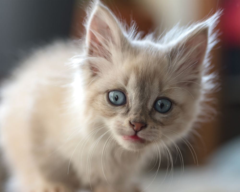 Ты кто - мой будущий хозяин?