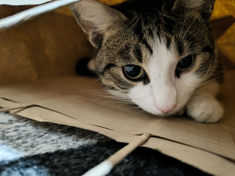 Kitty in a Bag