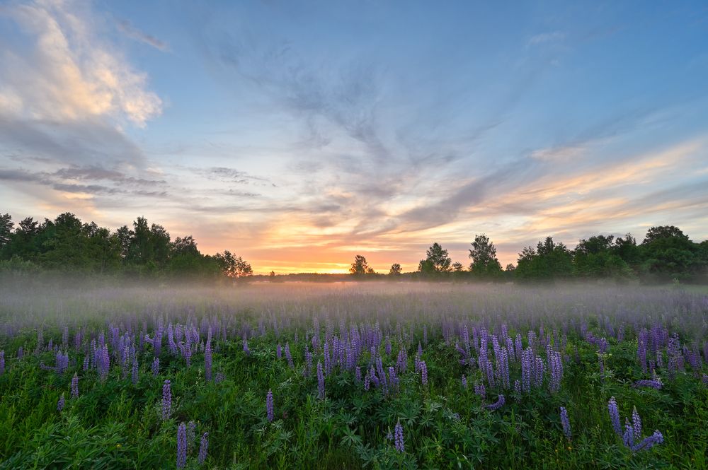Photograph by Виталий Полуэктов