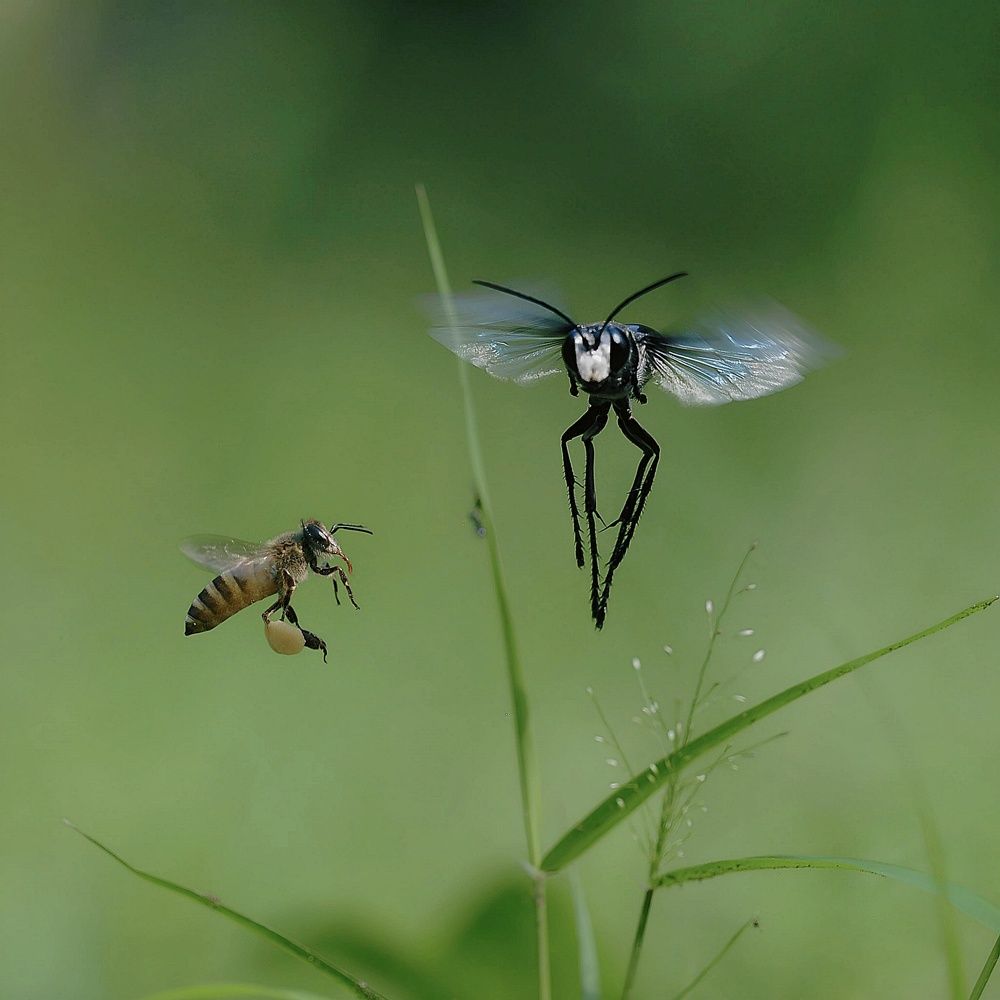 Photograph by Anjazz doz santoz