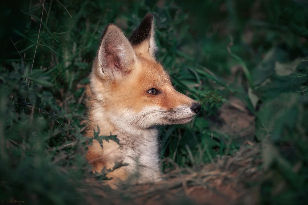 Photograph by Nephotograph