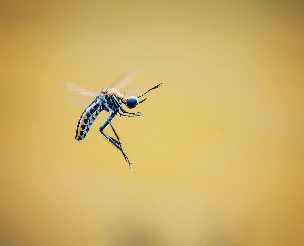 Photograph by Anjazz doz santoz