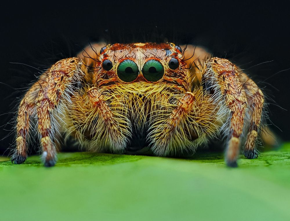 Jumping spider