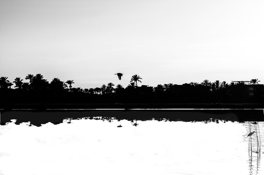 Фотография автора مدحت صقر