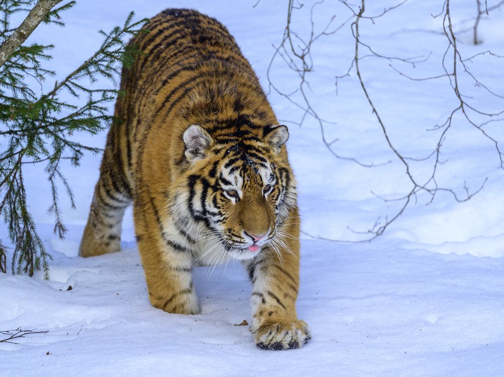 Photograph by Пупонин Сергей