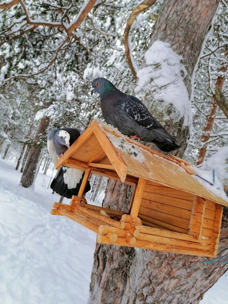 Photograph by Татьяна Бешенкина