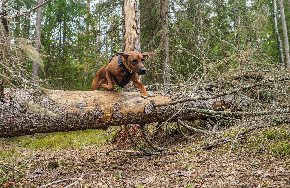 Фотография автора Mikhail