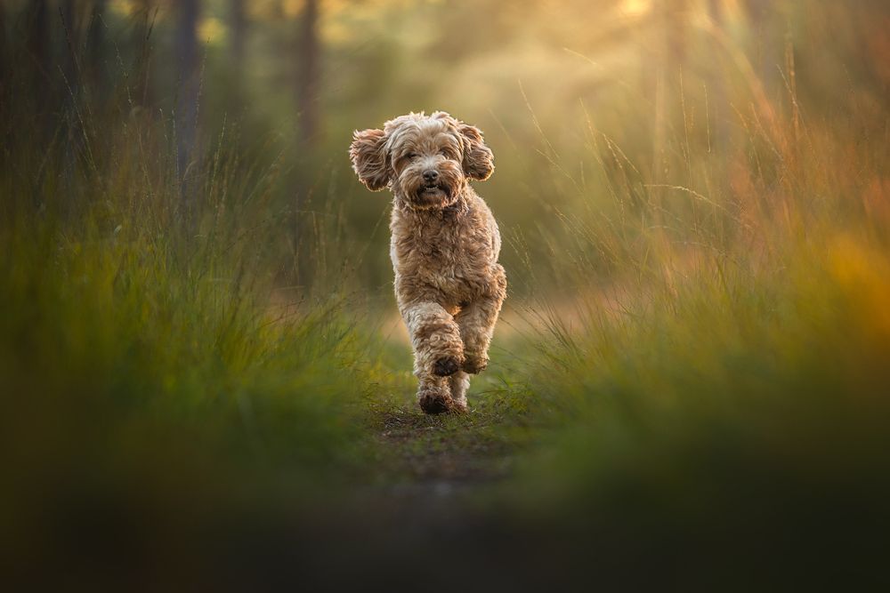 Photograph by Ines Van Doninck