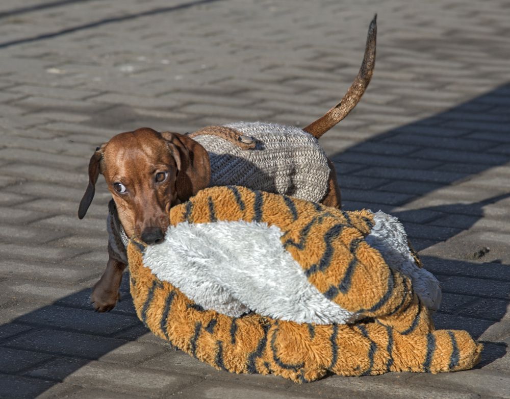 Photograph by Тетельман Давид