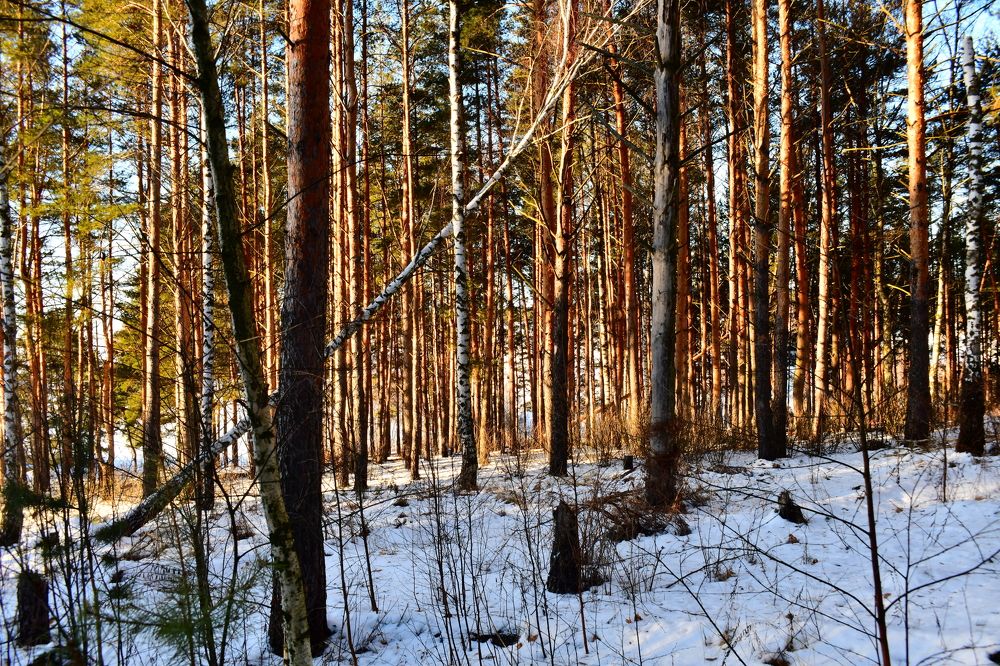 Photograph by Николай Абакумов