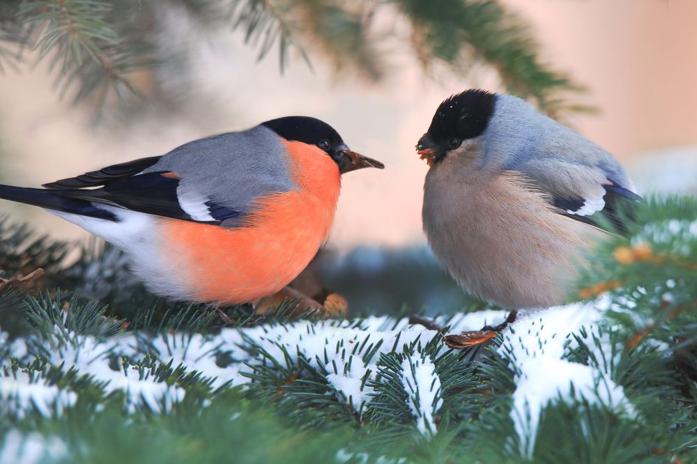 Photograph by Николай Протасеня