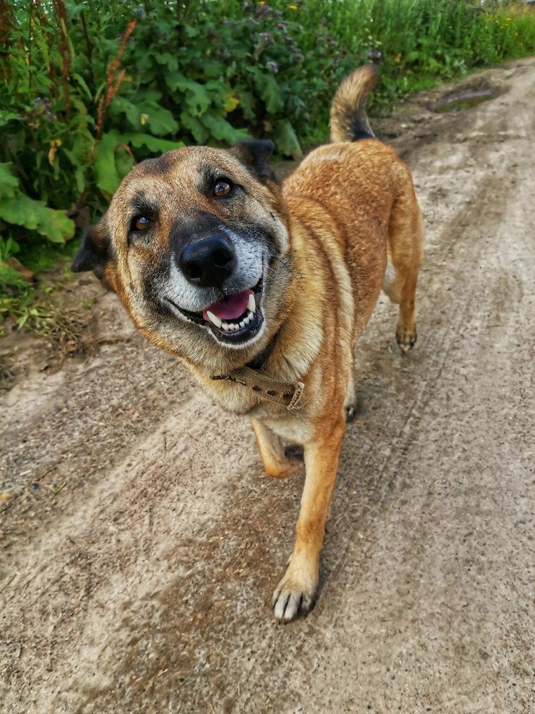 Фотография автора Андрей Шестаков
