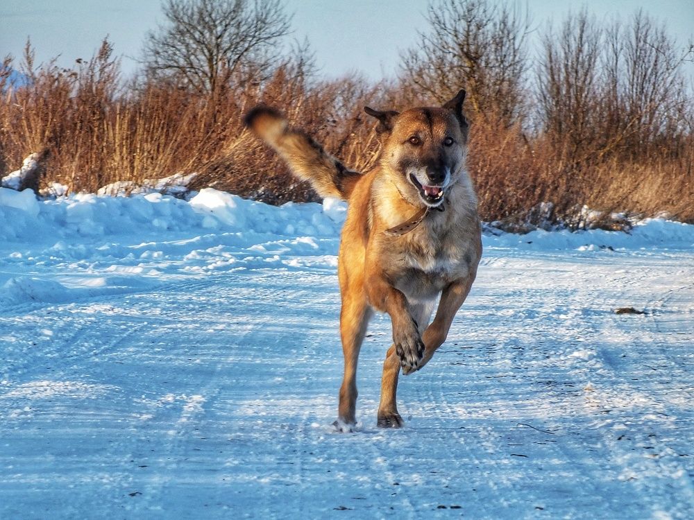 Фотография автора Андрей Шестаков