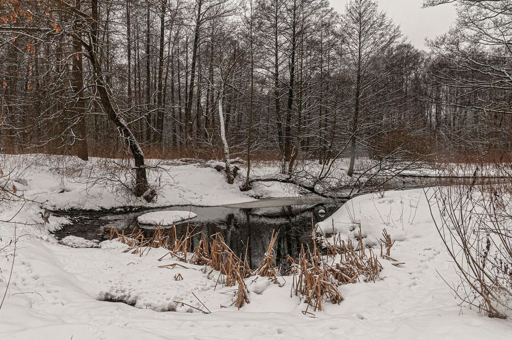 Photograph by Vladimir  Komarov