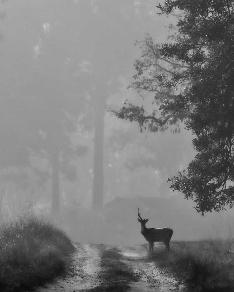 Фотография автора Aryaman Dhiman