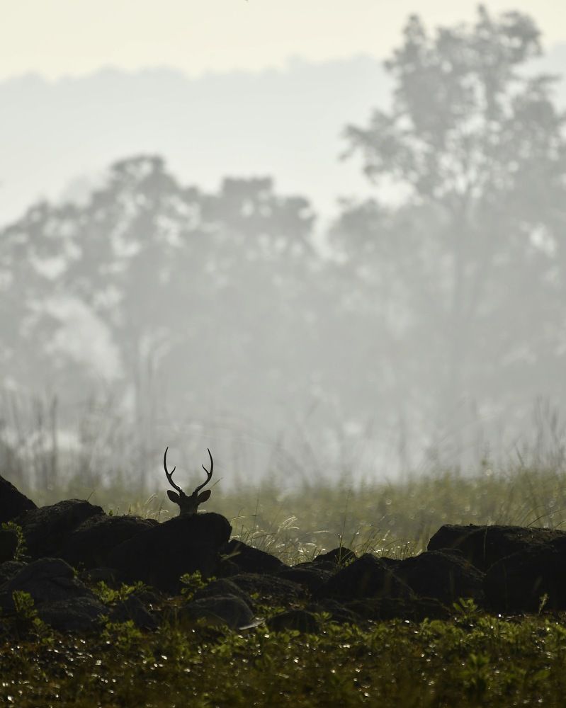 Фотография автора Aryaman Dhiman