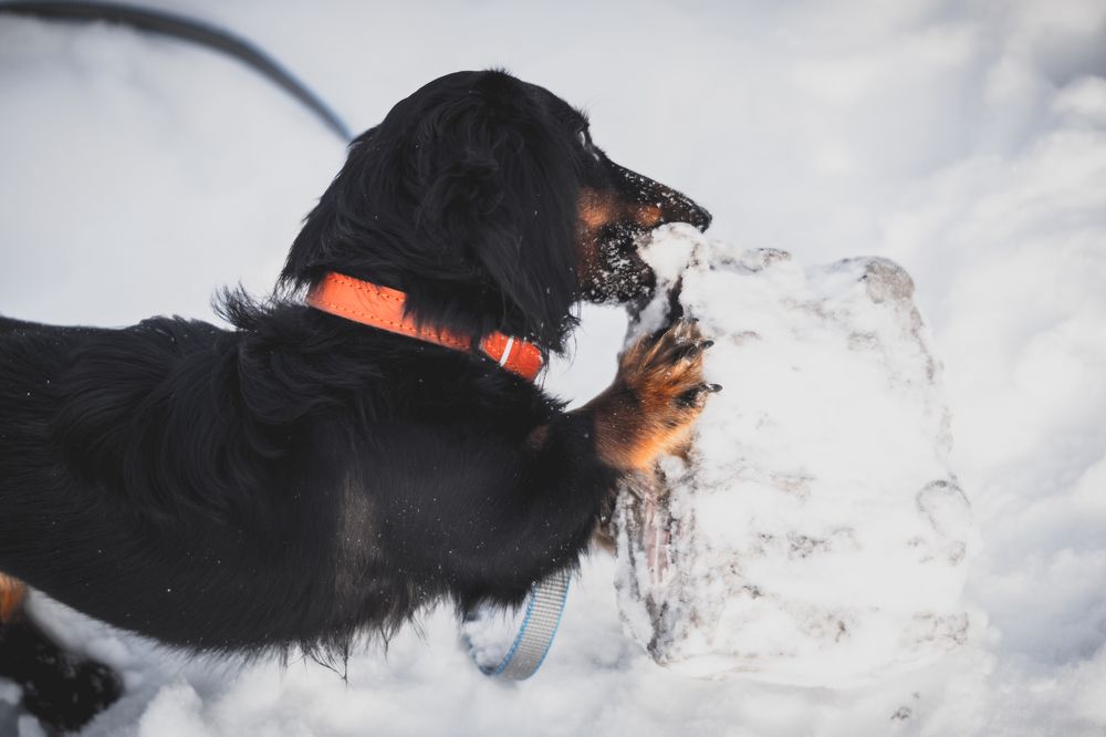 Фотография автора Дарья Обидина