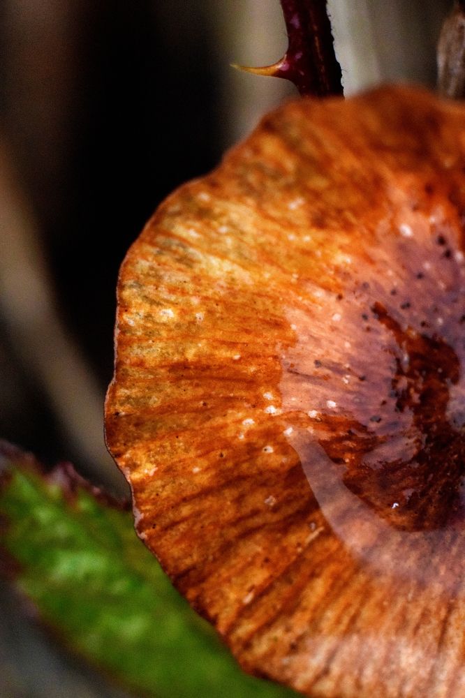 Photograph by Марина Крюкова