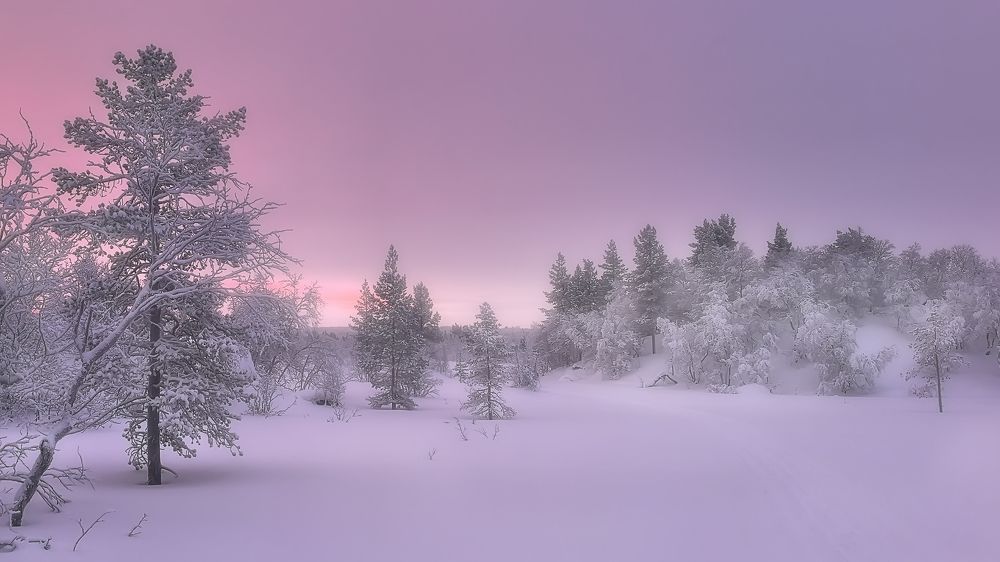 Лиловые рассветы января