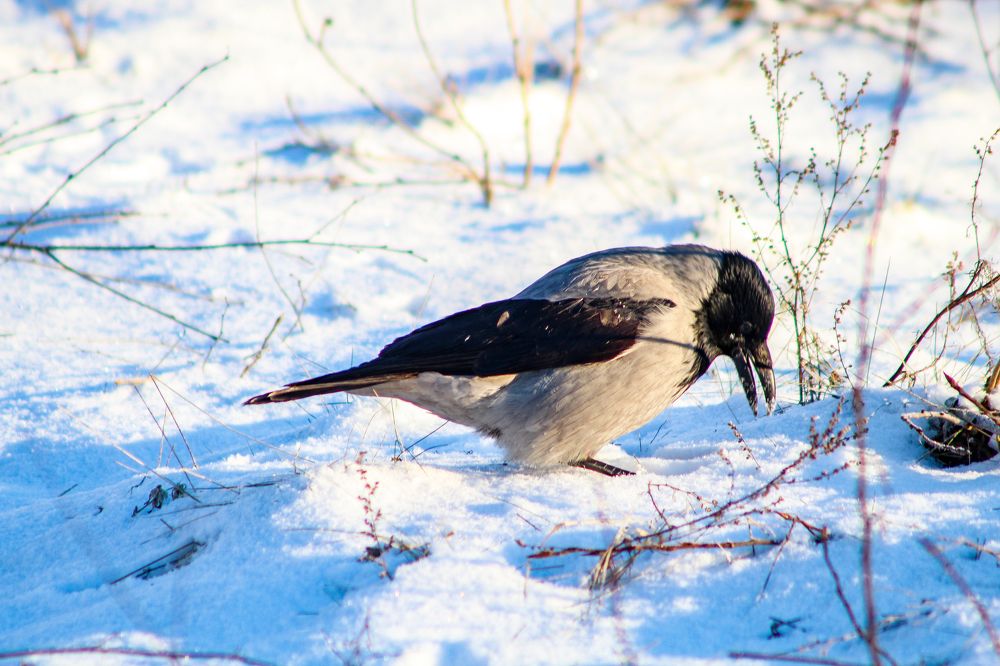 Photograph by Igors Rostikovs