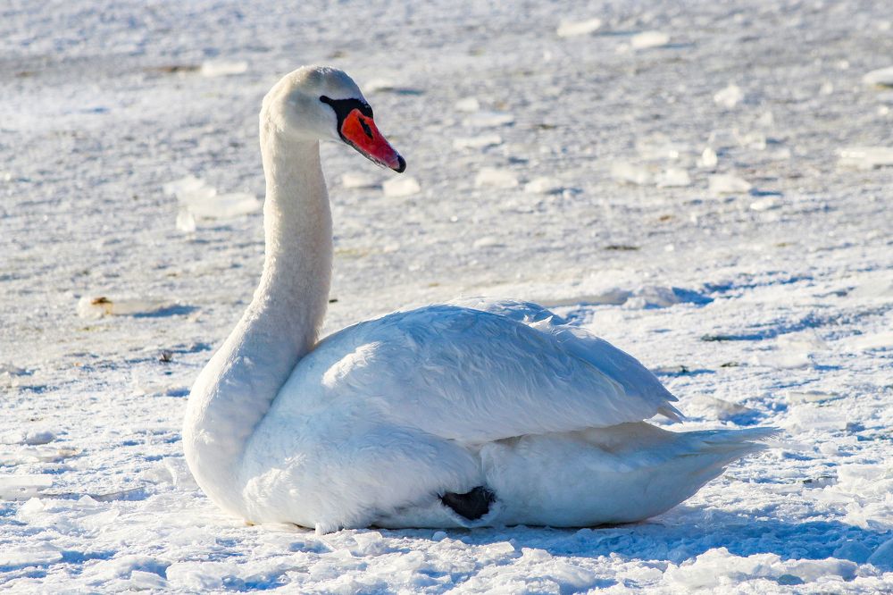 Photograph by Igors Rostikovs