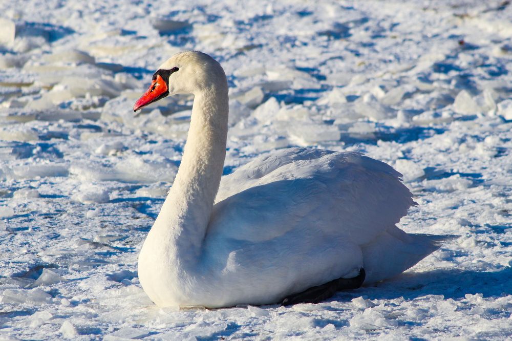 Photograph by Igors Rostikovs