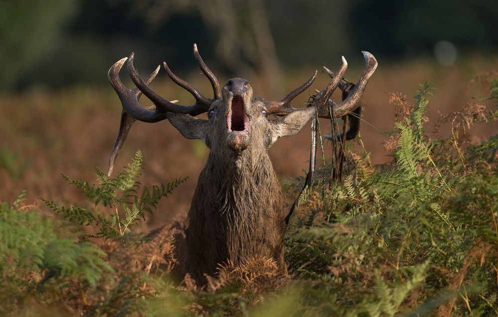 The Voice of the Forest