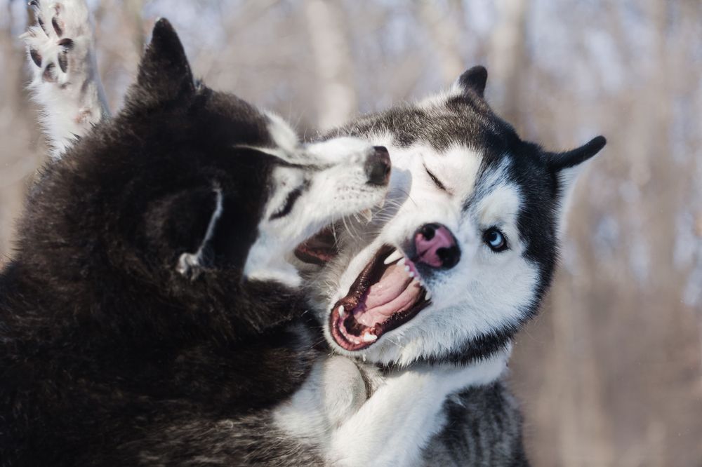 Photograph by Татьяна Степанова