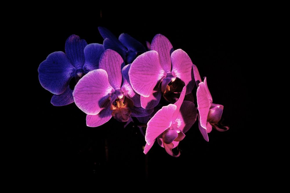 Photograph by Vessy Savova - Ella