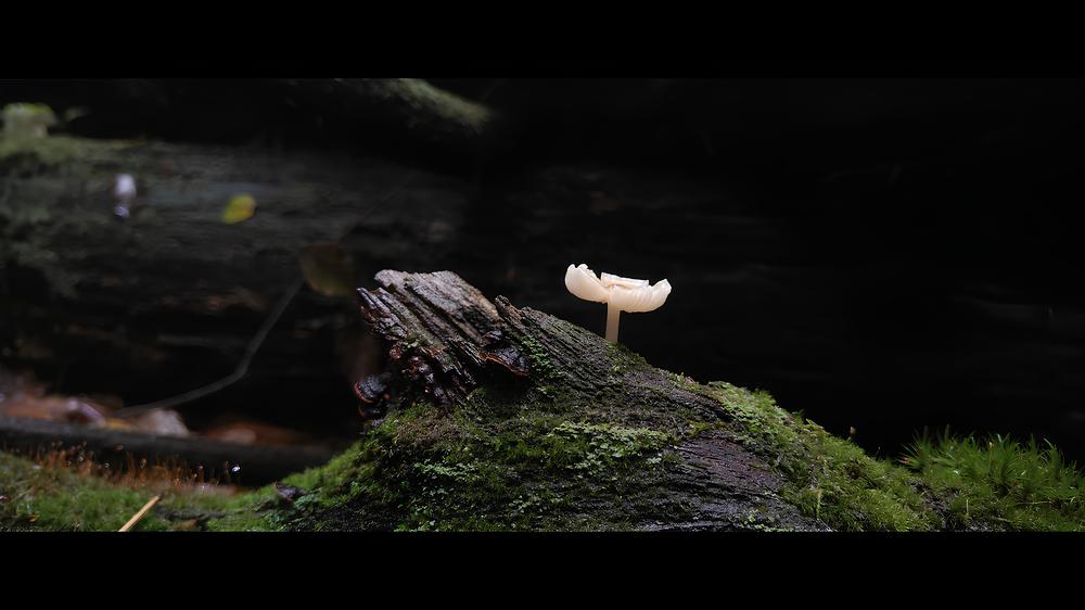 THE KING MUSHROOM